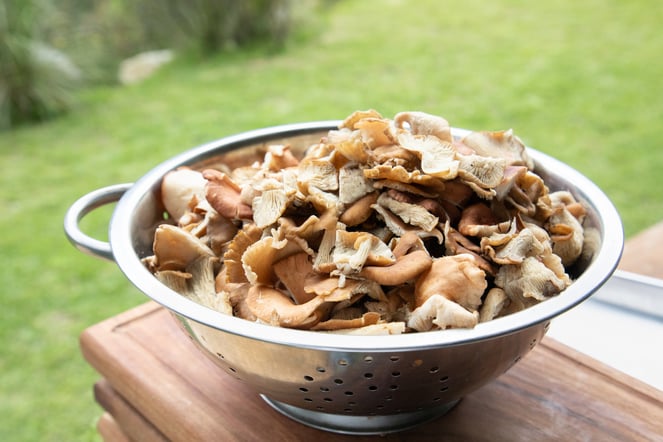 2024.08 Evento hongos-23