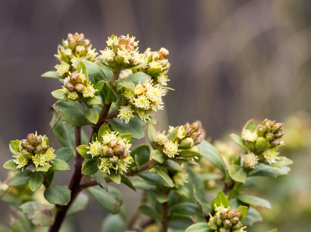 Baccharis