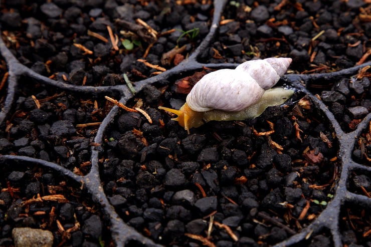 Vivian Alderete - Fauna-34-edit