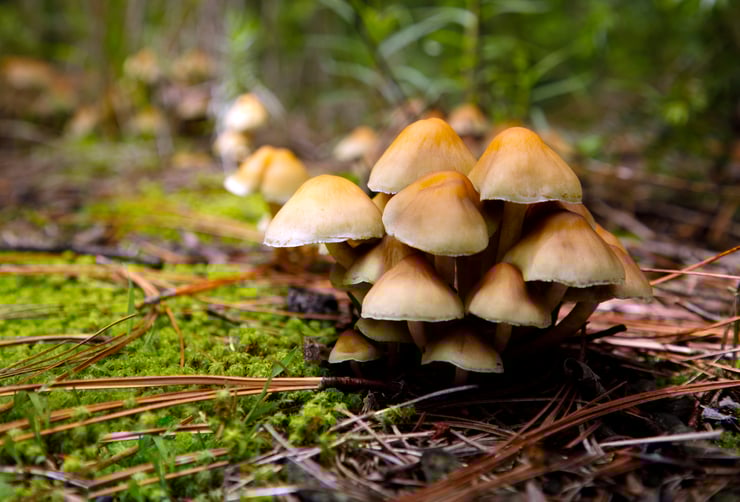 Vivian Alderete - Flora y Fauna 7 julio-12-edit